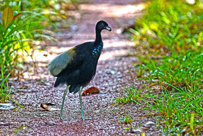 Grey-winged Trumpeteradult, identification