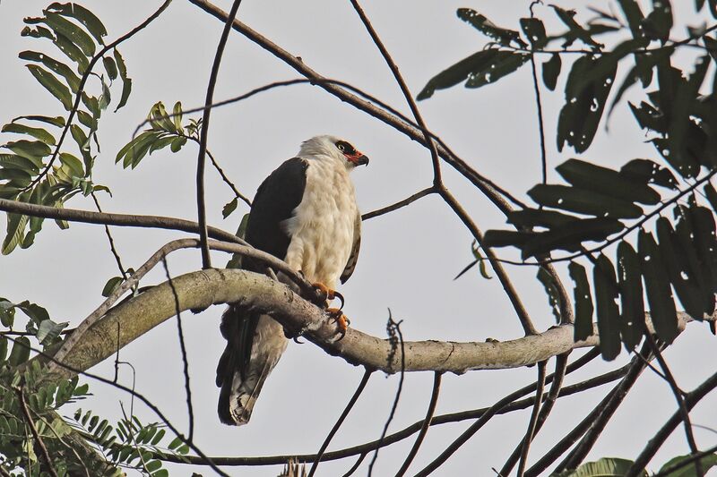 Aigle noir et blancadulte