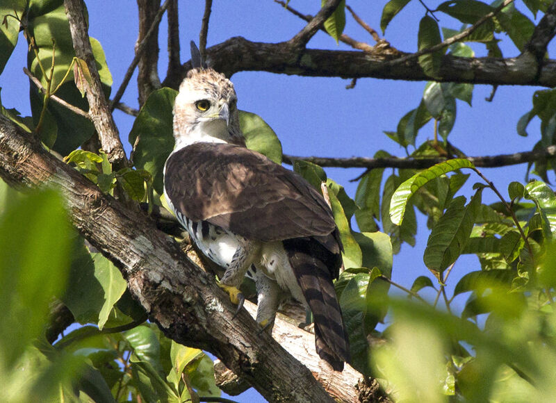 Ornate Hawk-Eagle