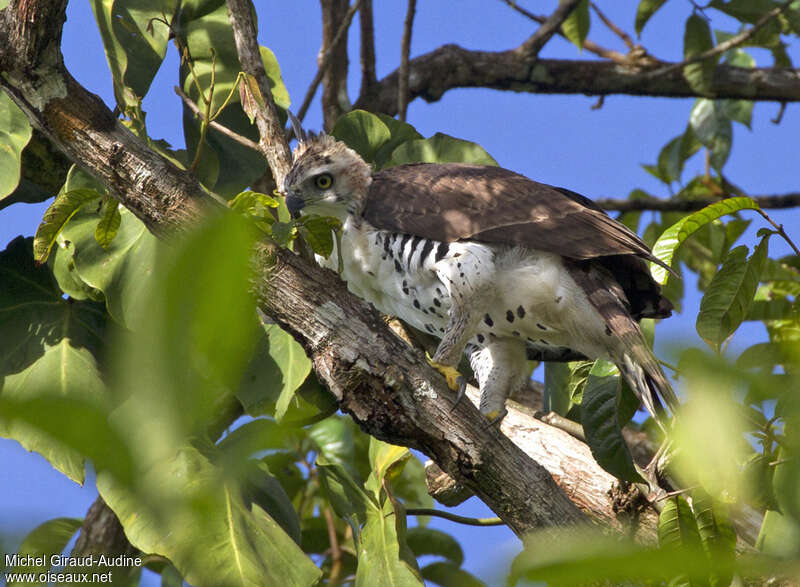 Aigle orné2ème année, identification