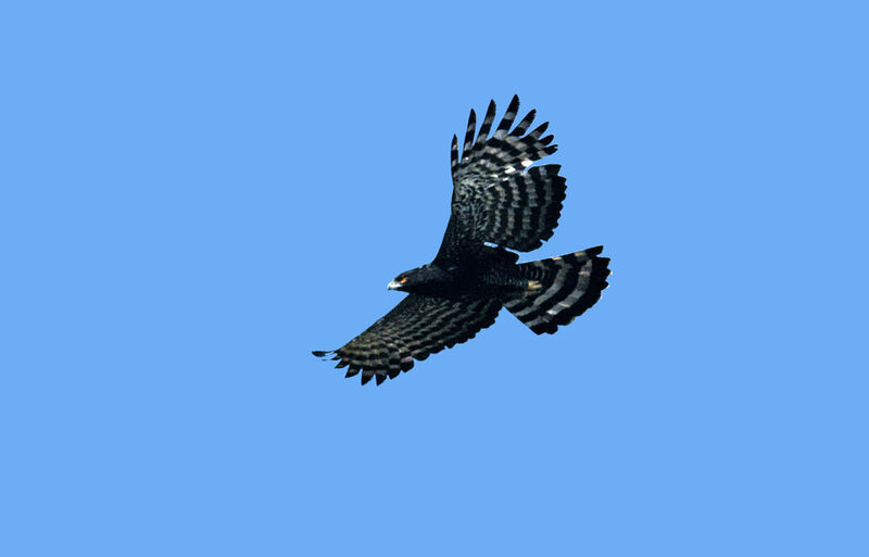 Black Hawk-Eagleadult, Flight