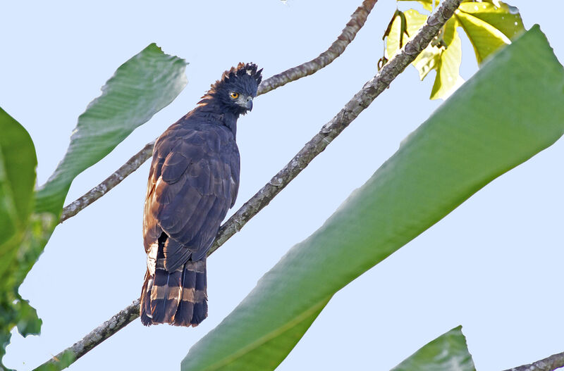 Black Hawk-Eagle