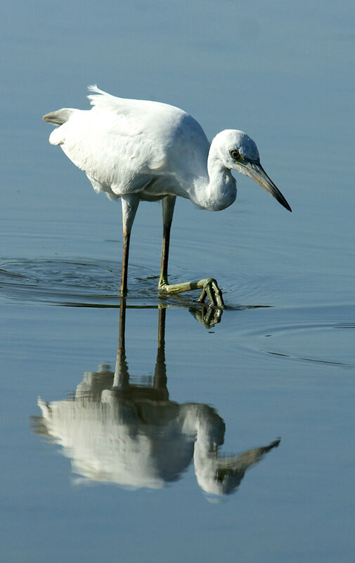 Little Blue Heron, identification