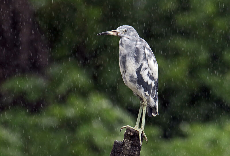 Little Blue Heronjuvenile