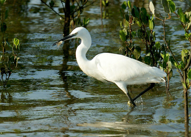 Little Egret, identification