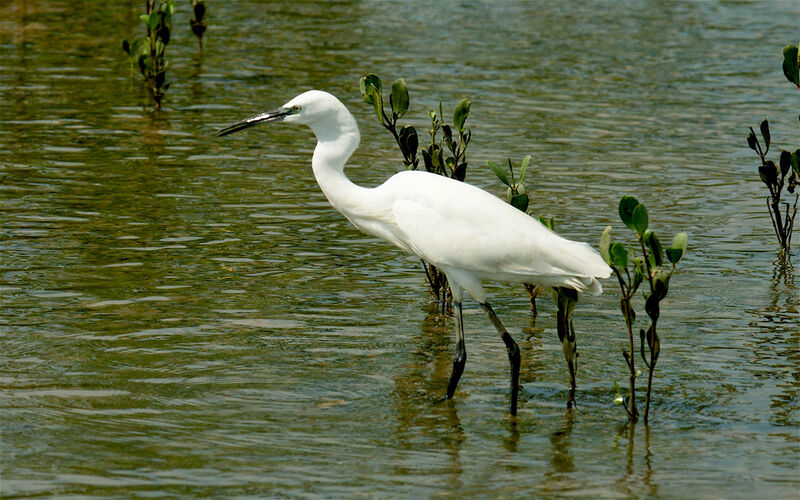 Aigrette garzette