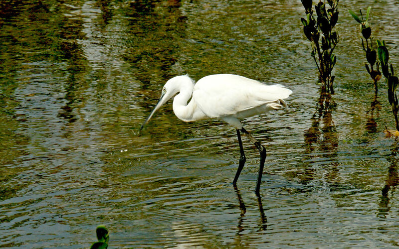 Aigrette garzette