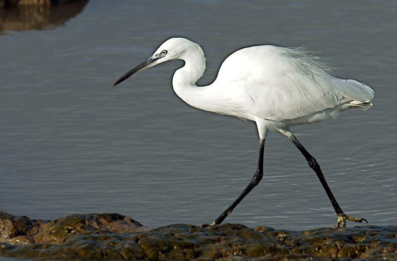 Aigrette garzette, identification