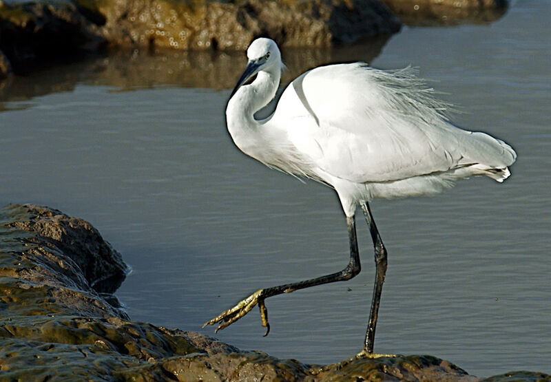 Little Egret