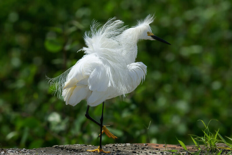 Aigrette neigeuse, identification