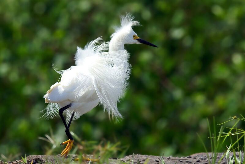 Snowy Egret