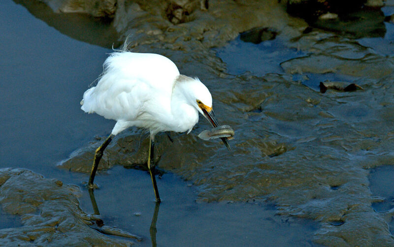 Aigrette neigeuse, régime