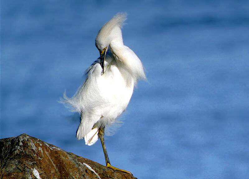 Snowy Egret, identification