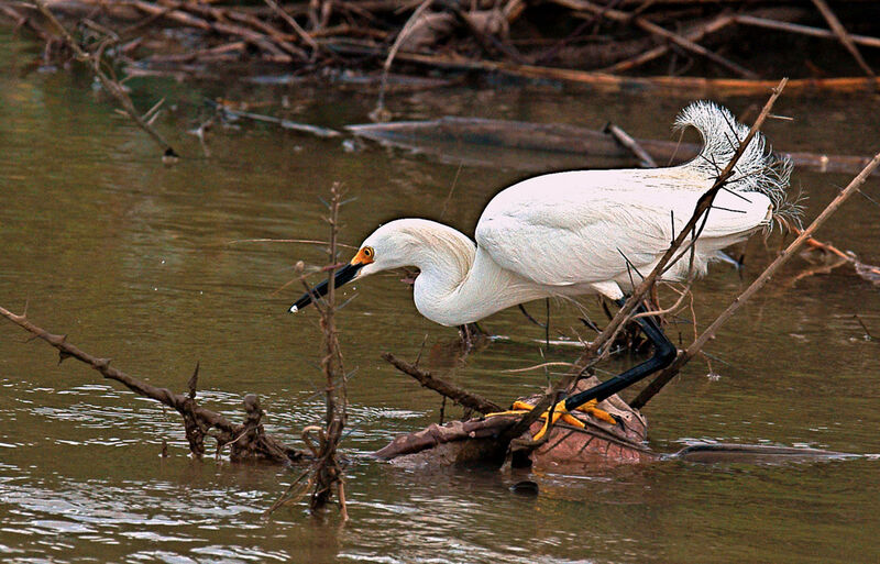 Aigrette neigeuse