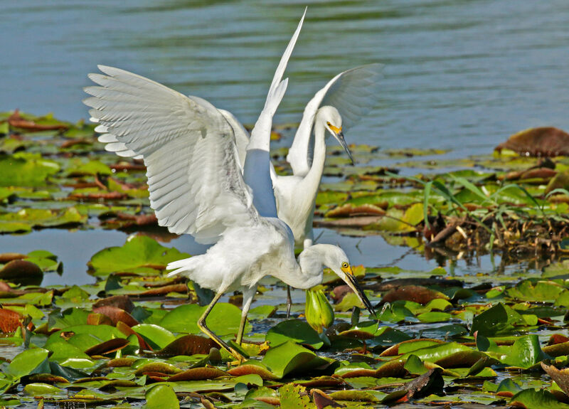 Snowy Egret, eats