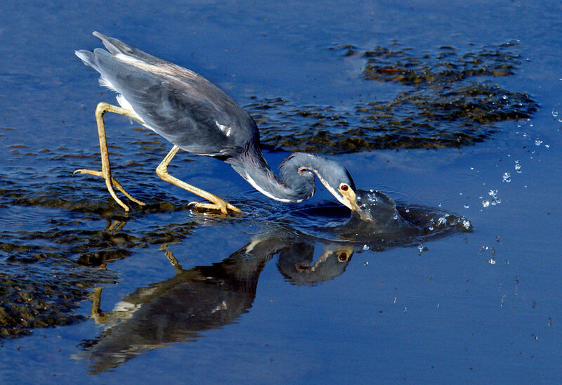 Tricolored Heron