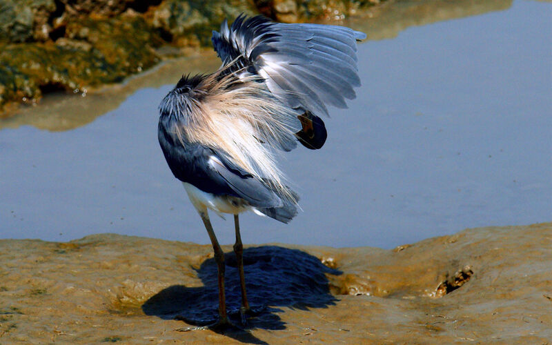 Aigrette tricolore