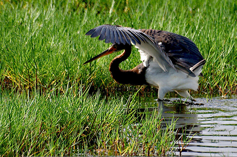 Tricolored Heron, identification