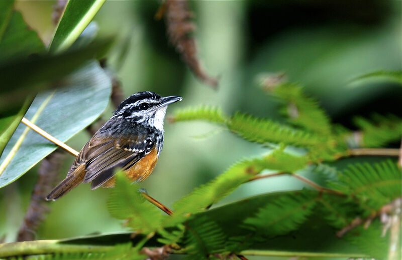 Guianan Warbling Antbird male adult