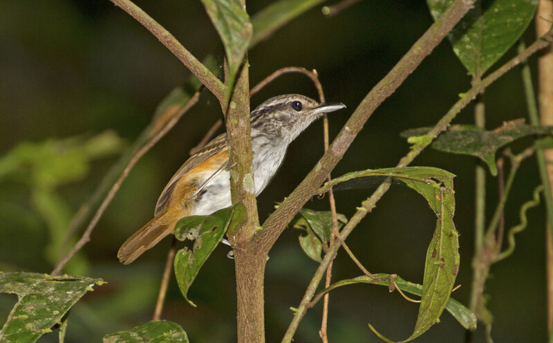 Guianan Warbling Antbird