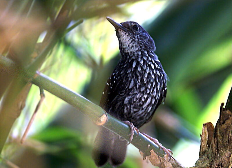 Silvered Antbird, identification