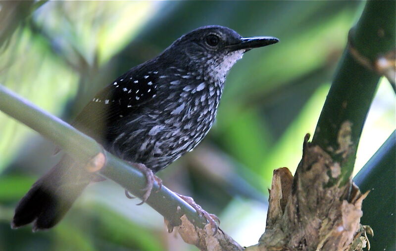 Silvered Antbird, identification