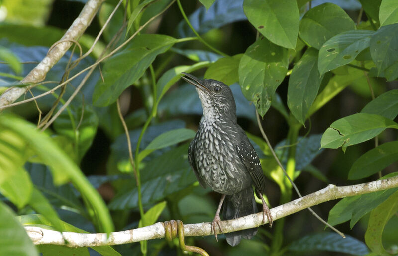 Silvered Antbird male adult