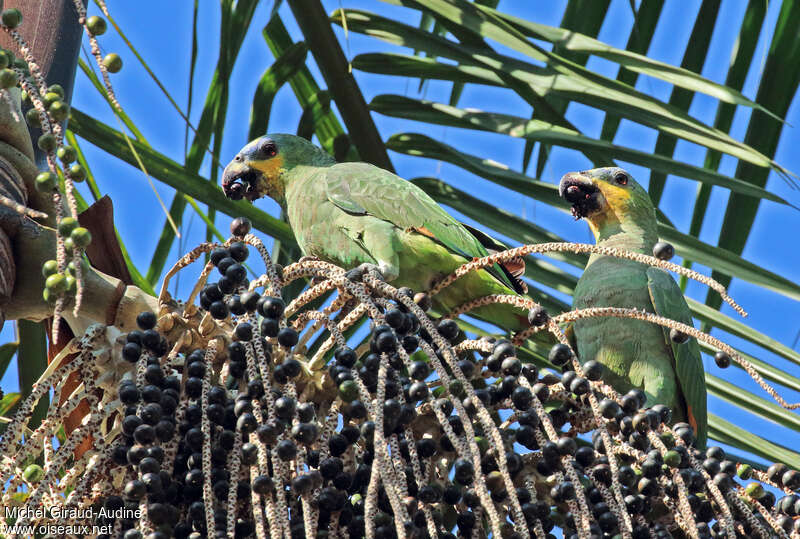 Orange-winged Amazonadult, feeding habits, eats