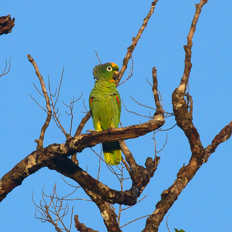 Amazone poudrée