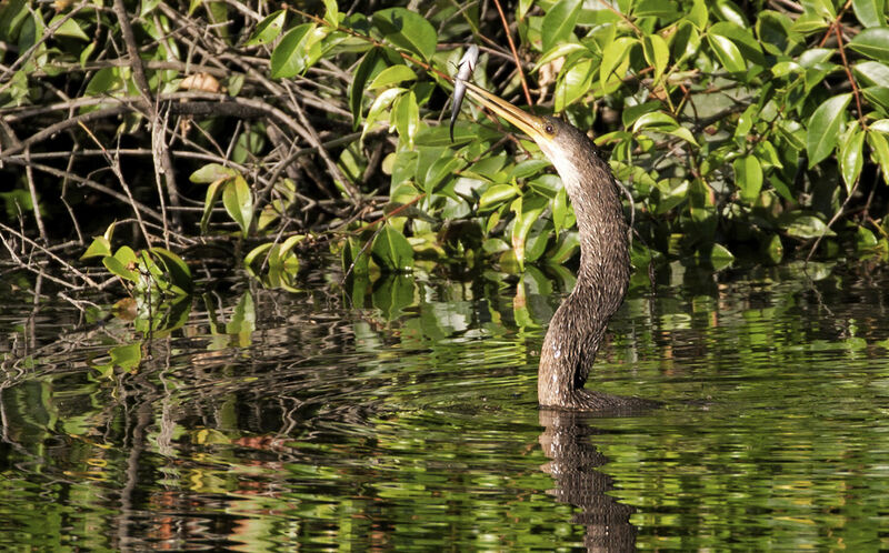 Anhinga d'Amérique, régime