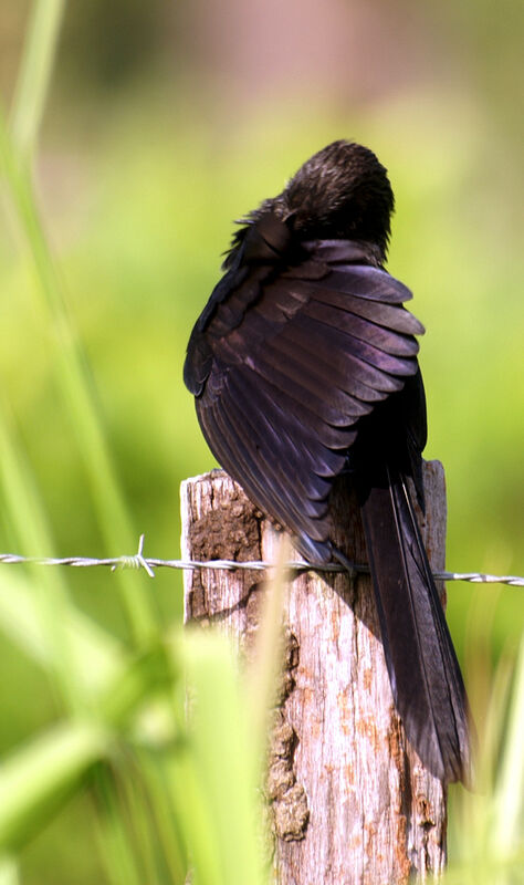 Smooth-billed Ani