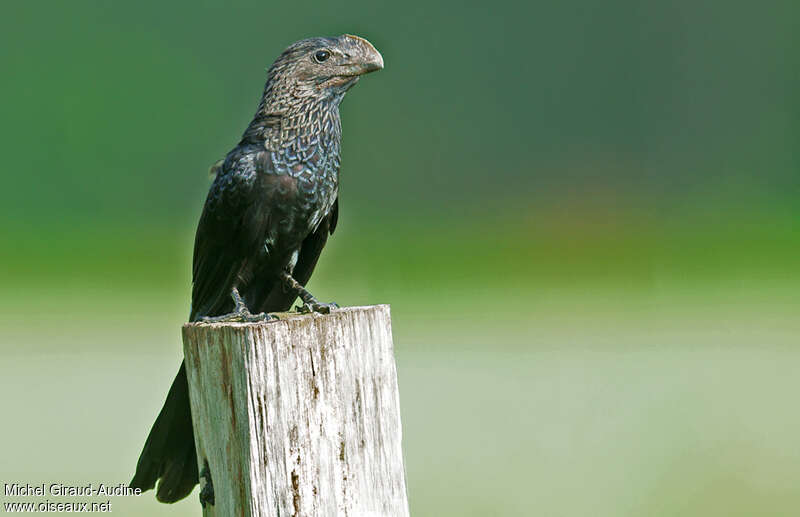 Smooth-billed Aniadult, aspect