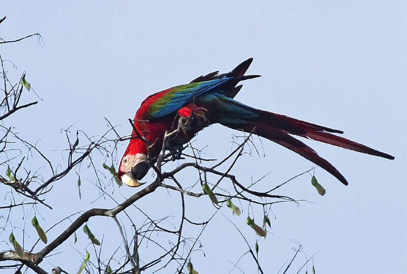 Red-and-green Macaw