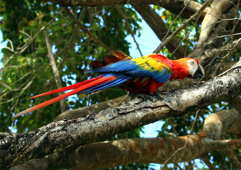 Scarlet Macawadult