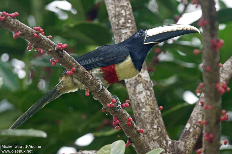 Black-necked Aracariadult