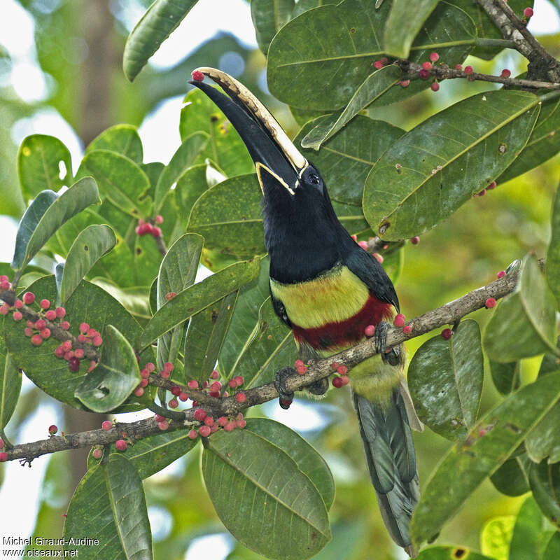 Black-necked Aracariadult, eats