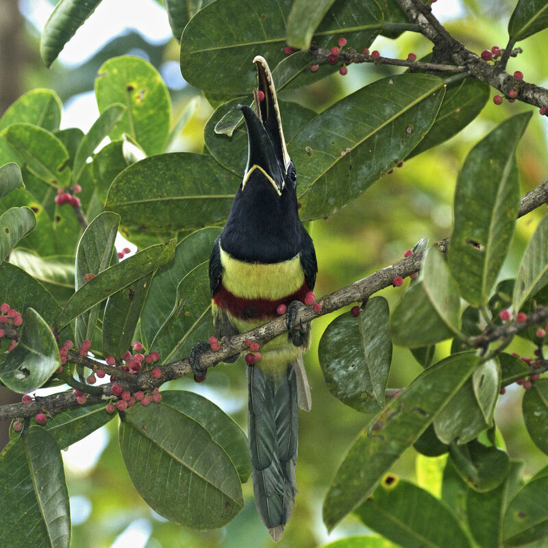 Araçari grigri, mange