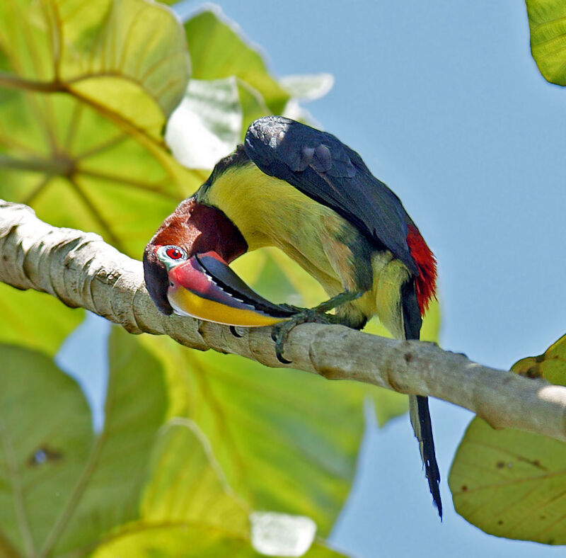 Green Aracari female adult