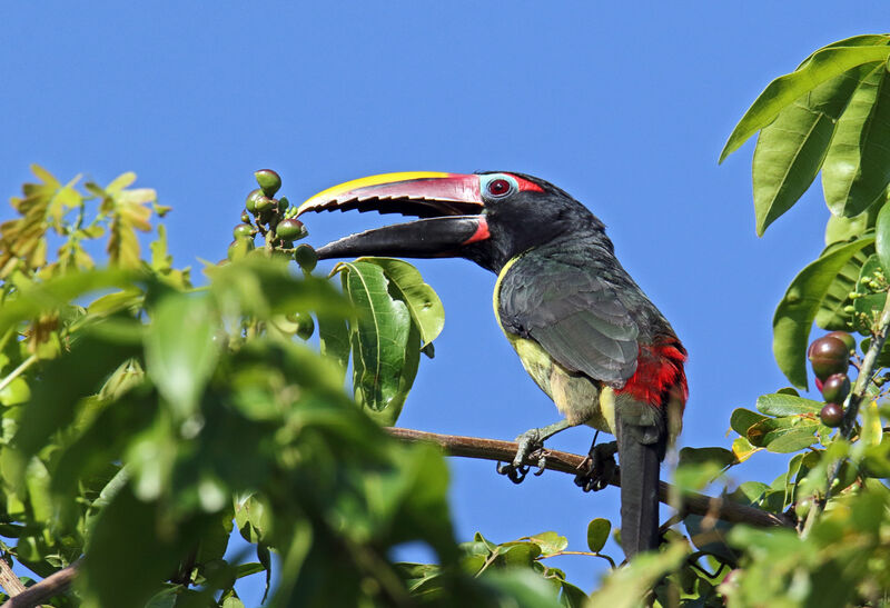 Green Aracari male adult