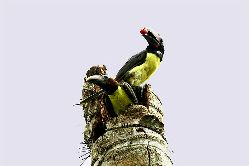 Green Aracari