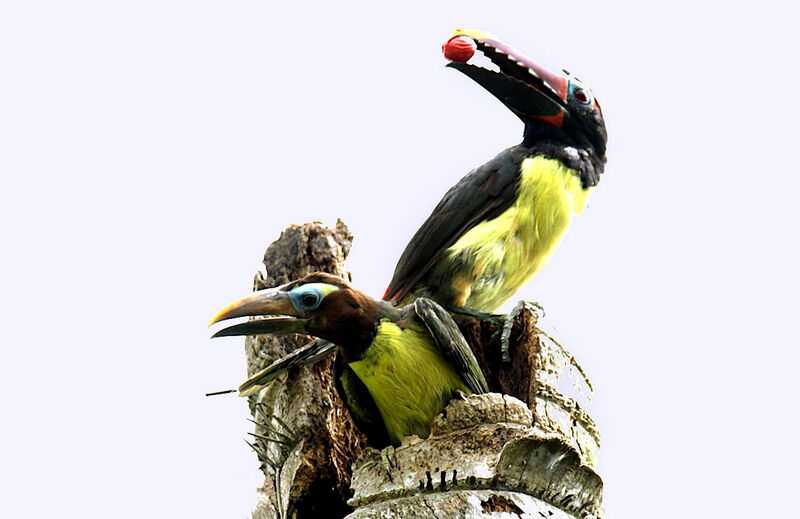 Green Aracari