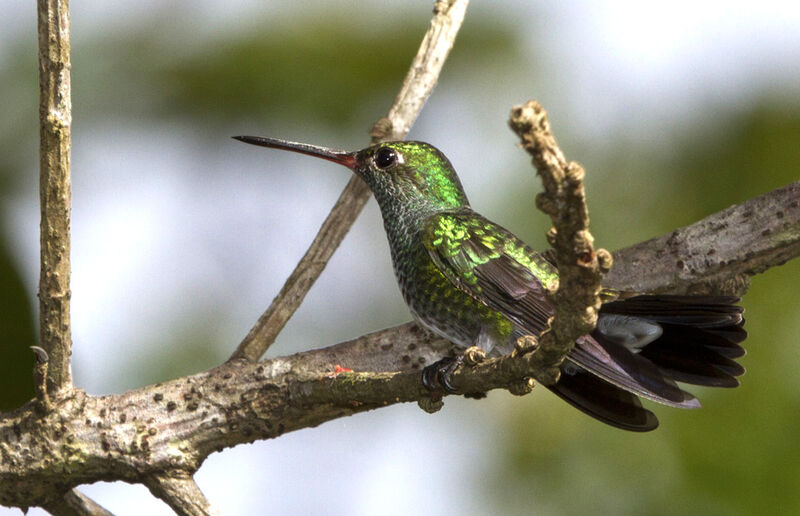 Glittering-throated Emerald