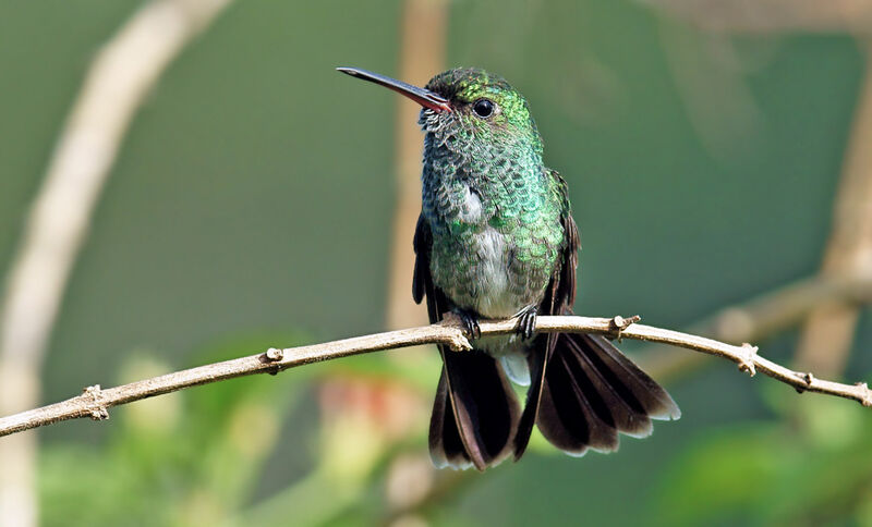 Glittering-throated Emerald