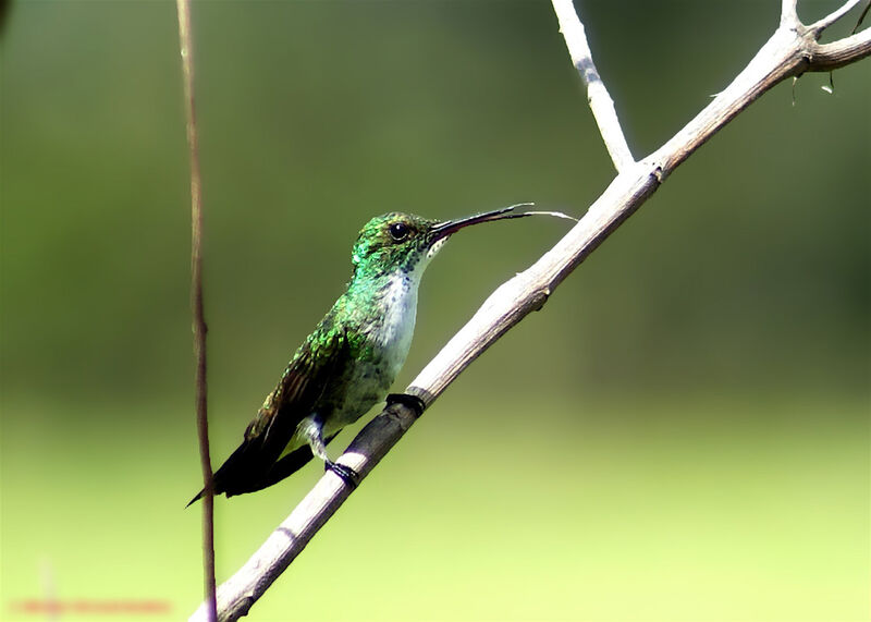 Plain-bellied Emerald