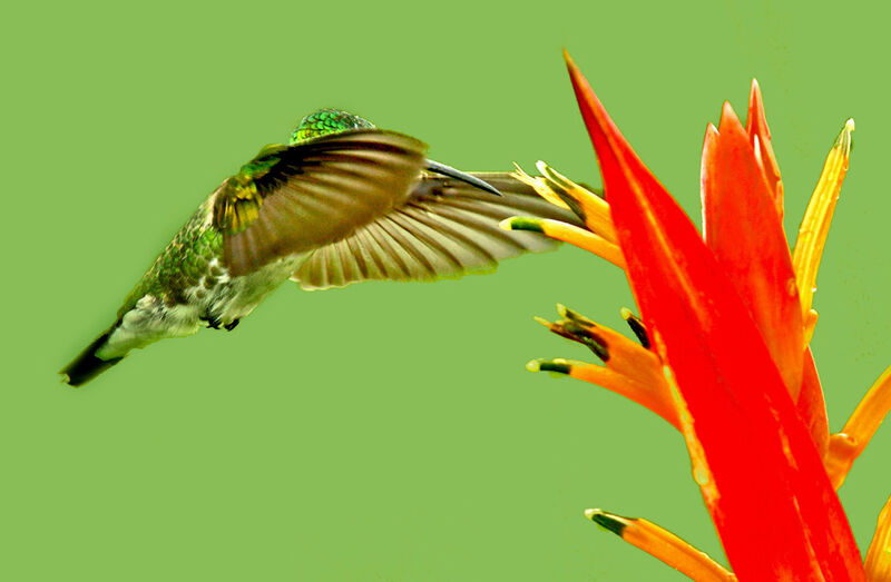 Plain-bellied Emerald