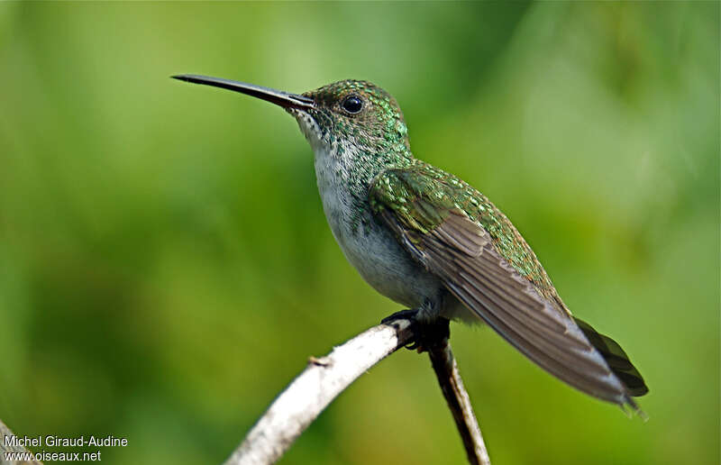 Plain-bellied Emeraldadult, identification