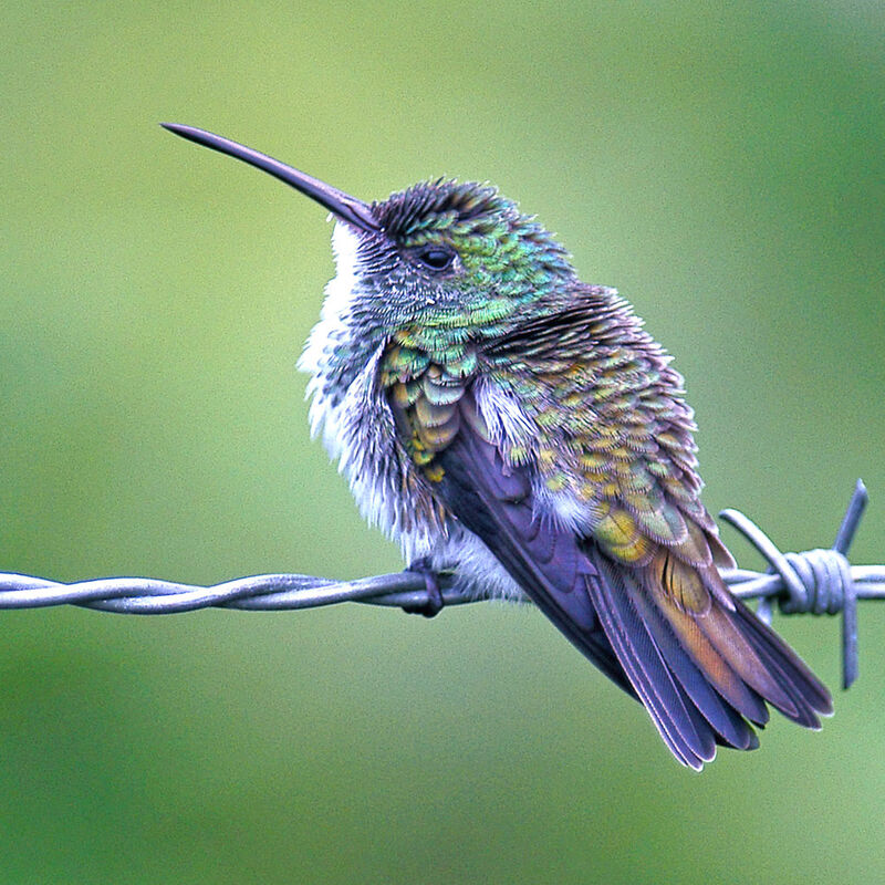 Plain-bellied Emerald