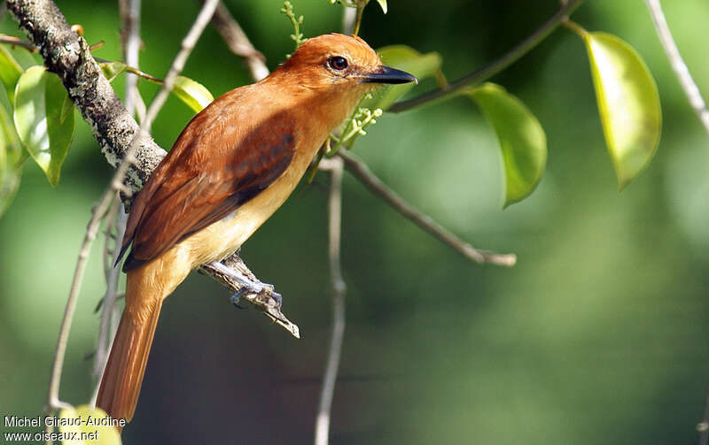 Cinnamon Attila, identification