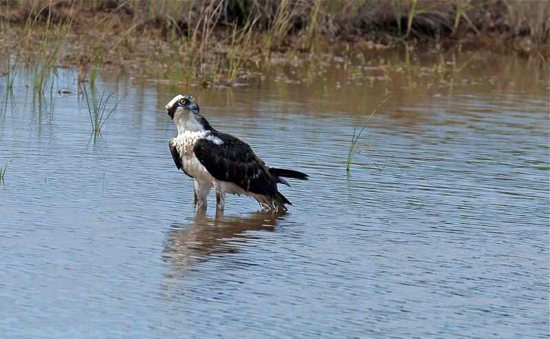 Osprey