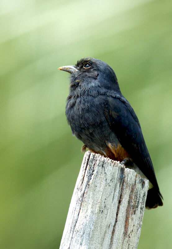 Swallow-winged Puffbird